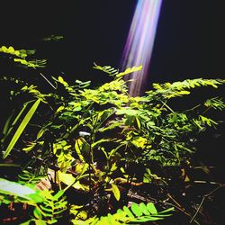 Low angle view of plants at night