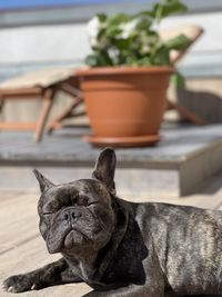 Close-up of a dog resting