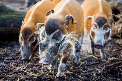 Pigs on field