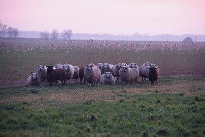 Sheeps in a field