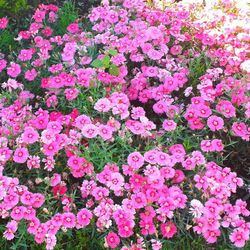 Close-up of pink flowers