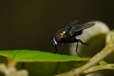 House fly resting on a leaf