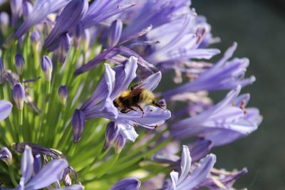 Close-up of bee pollinating on purple flower