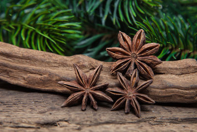 Close-up of star anise on wood by plant