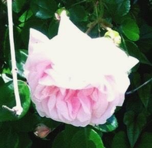 Close-up of pink rose