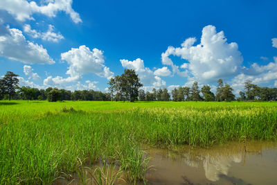 Scenic view of farm against sky