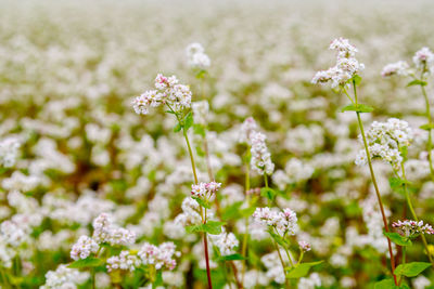 Close-up of white flowering plants on field