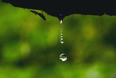 Insect by water drop falling from roof