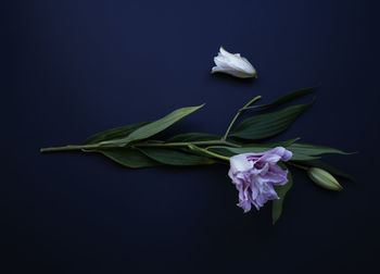 Close-up of white flowering plant against black background