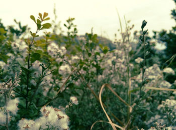 Close-up of flowering plants on field against sky