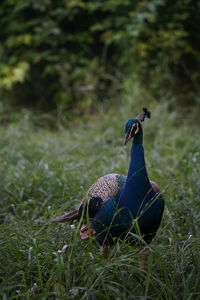 Close-up of a bird on field