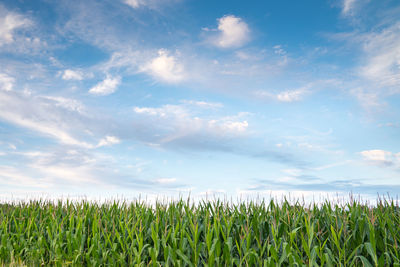 Crops growing on field against sky