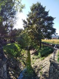 Trees in forest against sky