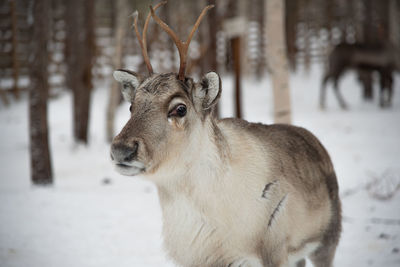 Young reindeer in rovaniemi, finnland
