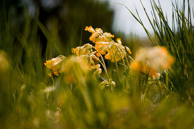 Close-up of flowers on grass