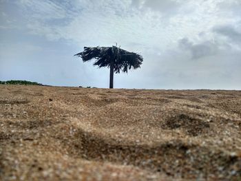 Tree at sandy beach against sky