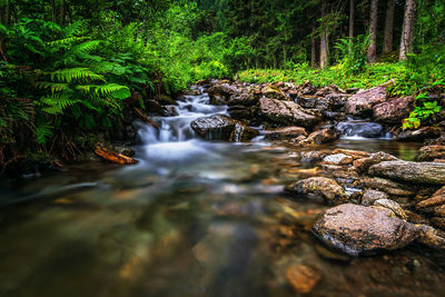 Stream flowing through rocks in forest