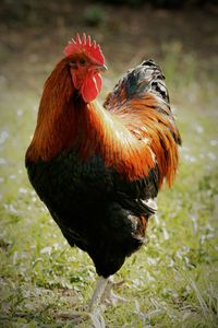 Close-up of rooster on land