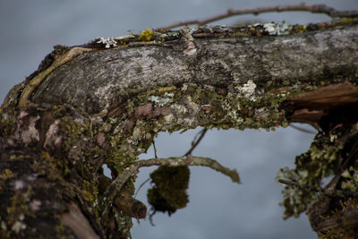 Close-up of moss growing on tree trunk