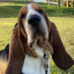 Close-up portrait of dog on field