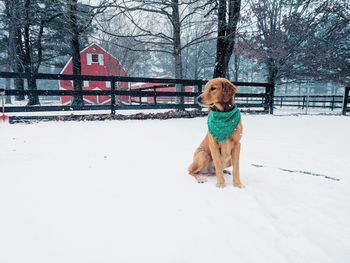 Dog standing on snow covered land