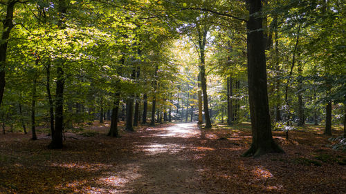 Footpath amidst trees in forest during autumn