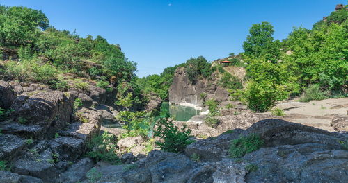 Plants and rocks on land against clear sky