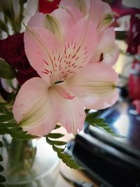 Close-up of pink flower blooming outdoors