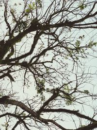 Low angle view of bare tree against sky