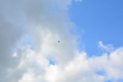 Low angle view of bird flying against blue sky