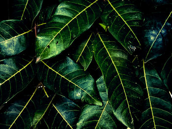 Full frame shot of green leaves