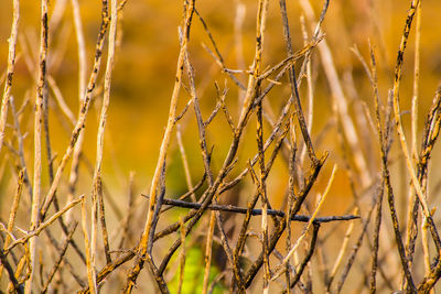 Close-up of plants growing on field