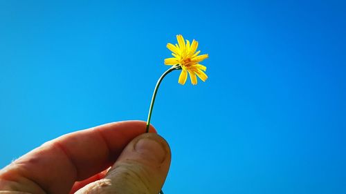 Cropped hand holding yellow flower against clear blue sky