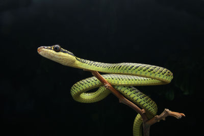 Close-up of lizard on black background