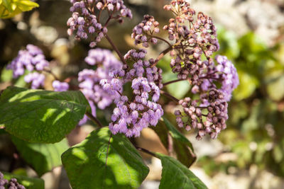 Close-up of purple flowering plant