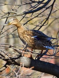 Close-up of bird perching on branch