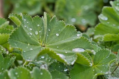 Close-up of wet plant leaves during rainy season
