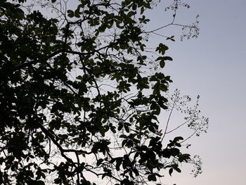 Close up image of a tree