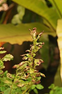 Close-up of flowering plant