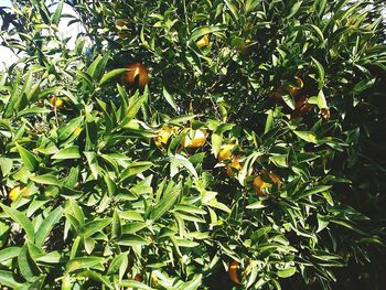 Plants growing on a tree