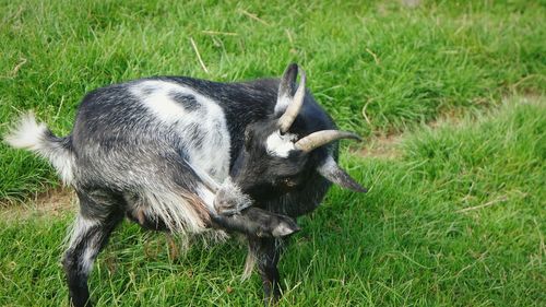 Full length of a sheep on field