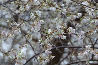 Close-up of cherry blossoms