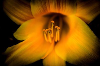 Close-up of flower