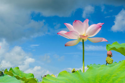 Close-up of white flower against sky