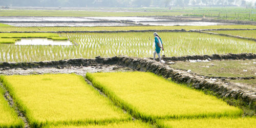 Ripe rice field ready to harvested. a natural landscape scenery of agricultural field rural india. 