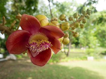 Close-up of flowering plant in park