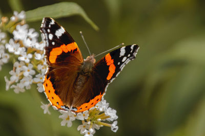 Close-up of butterfly pollinating on flower