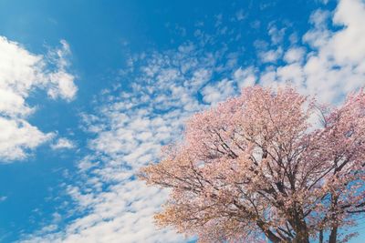 Low angle view of flower tree against sky