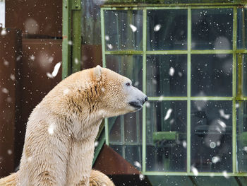 View of an animal seen through glass window