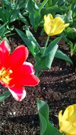 Close-up of yellow crocus blooming outdoors